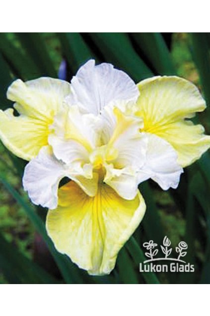 Iris sibirica YELLOW TAIL  - "sibiřský kosatec"