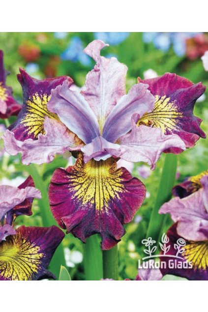 Iris sibirica MISS APPLE  - "sibiřský kosatec"