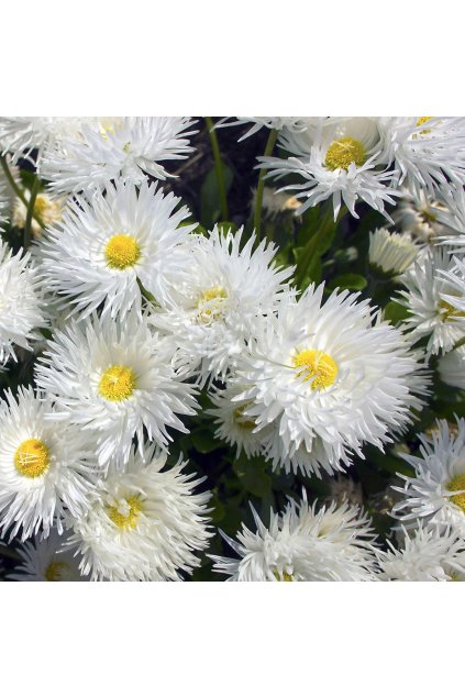 Leucanthemum CRAZY DAISY