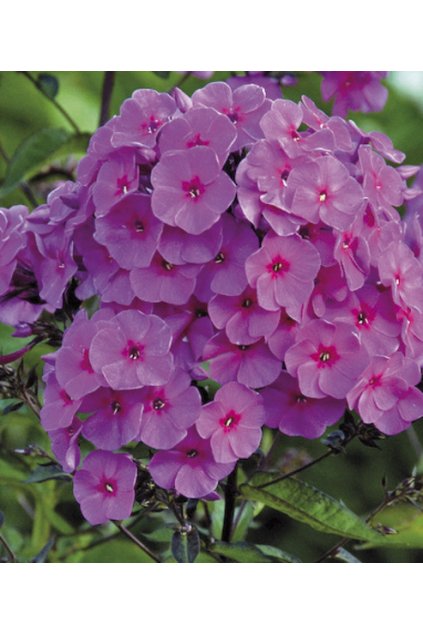 paniculata Cardinal 19