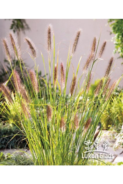 Pennisetum alopecuroides GELBSTIEL - dochan, vousatec