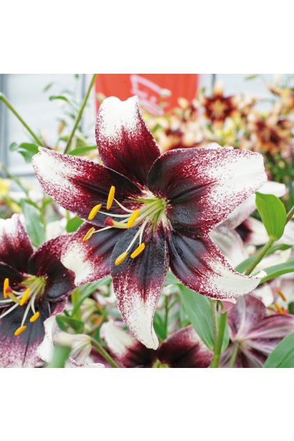 Stracciatelle Event 21