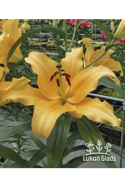 Lilie CORCOVADO - lilium