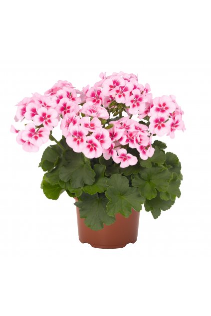 Pelargonium zonale Santana WHITE SPLASH (2)