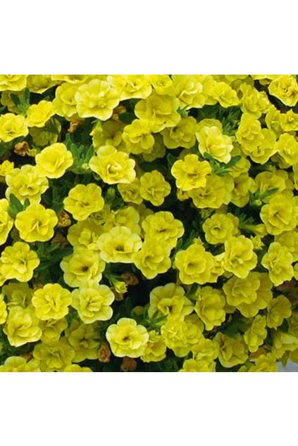 Million bells DOUBLE YELLOW