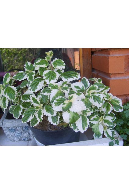 Plectranthus coleoides Marginatus - molice