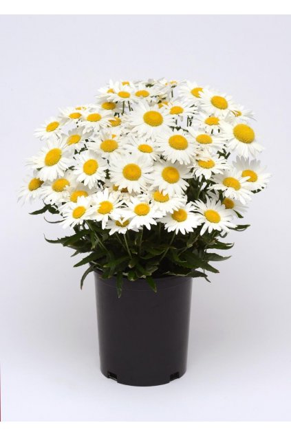 Leucanthemum maximum MADONNA - kopretina