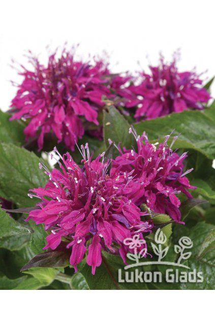 Monarda hybrida sugar buzz GRAPE GUMBALL - zavinutka