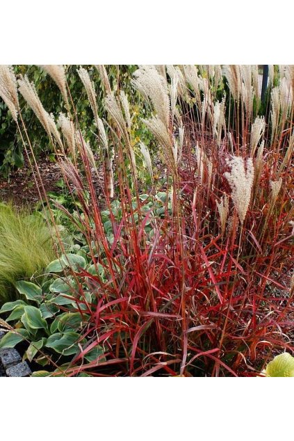 Miscanthus Dronning Ingrid1jpg