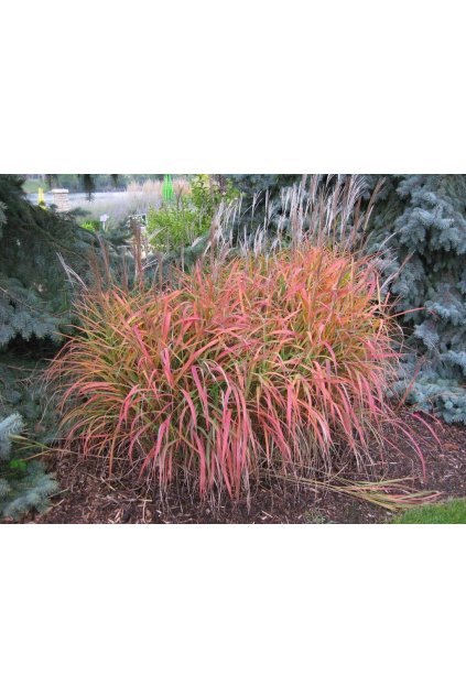 Miscanthus sinensis PURPLE FALL - ozdobnice čínská