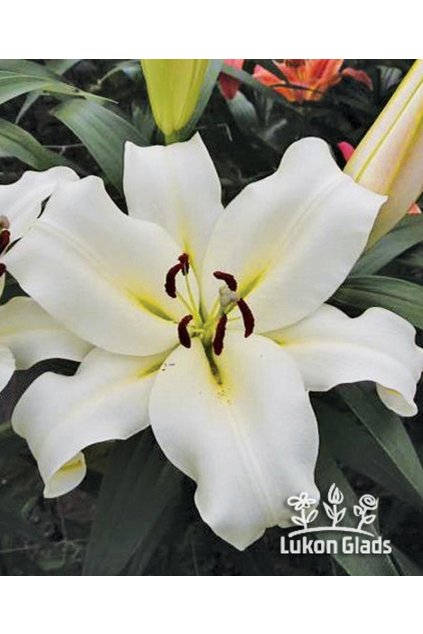 Lilie MONTE BIANCO - lilium