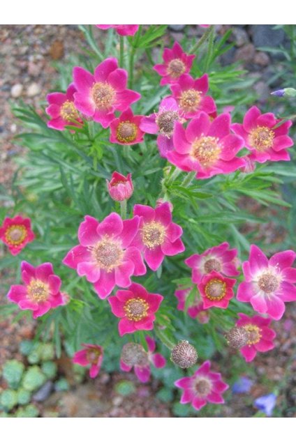 Anemone annabella DEEP ROSE