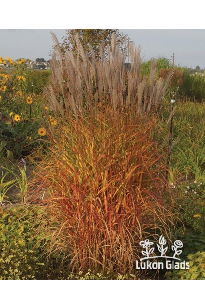 Miscanthus sinensis HERCULES - ozdobnice čínská
