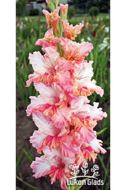 Mečík LOOKER - gladiolus