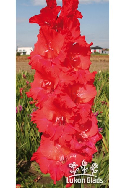 Mečík RED FURI - gladiolus