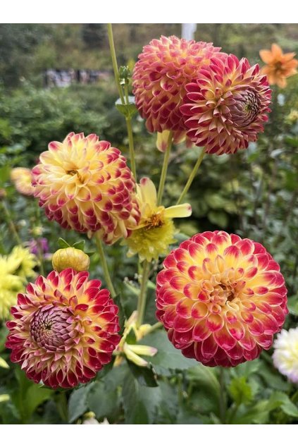 Jiżina HAPET DAYDREAM2