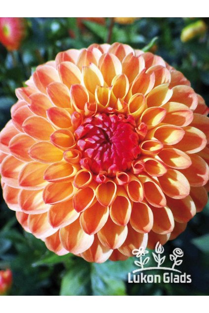 Jiřina SOUVENIR D’ETE - dahlia