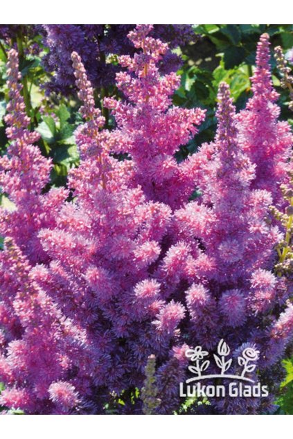 Astilbe chinensis BLACK PEARLS - čechrava