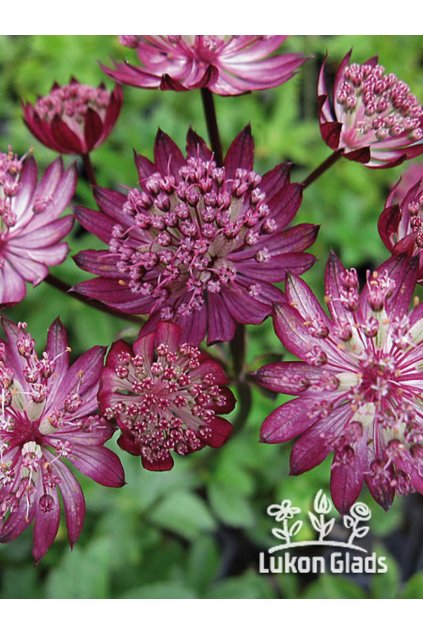Astrantia major RUBY CLOUD - jarmanka