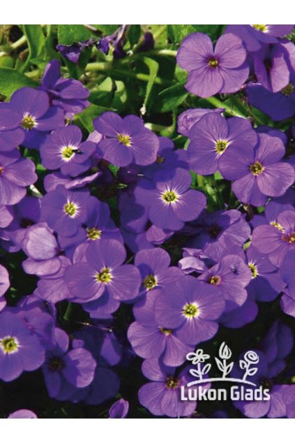 Aubrieta gracilis AUDREY BLUE SHADES - tařička