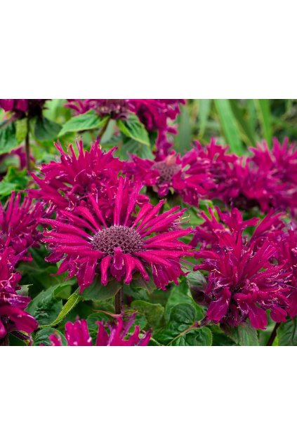 bee true monarda hybrida 74281 1