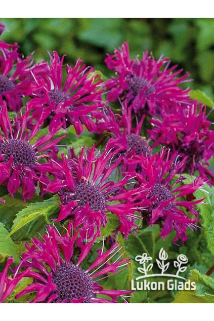 Monarda BEE – YOU BE TRUE - zavinutka