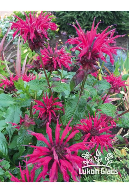 Monarda RASPBERRY WINE - zavinutka