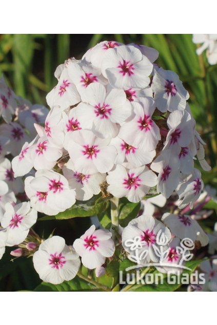 Phlox paniculata MIKE‘S FAVOURITE - plamenka latnatá, flox
