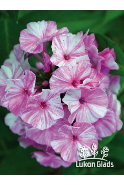Phlox paniculata PICASSO - plamenka latnatá, flox