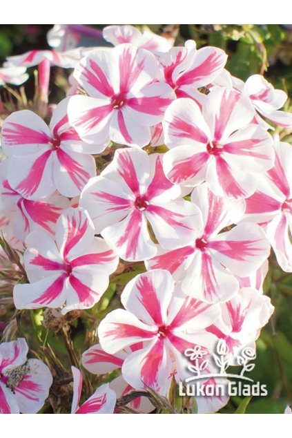 Phlox paniculata TWISTER - plamenka, flox