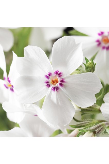 Phlox subulata AMAZING GRACE