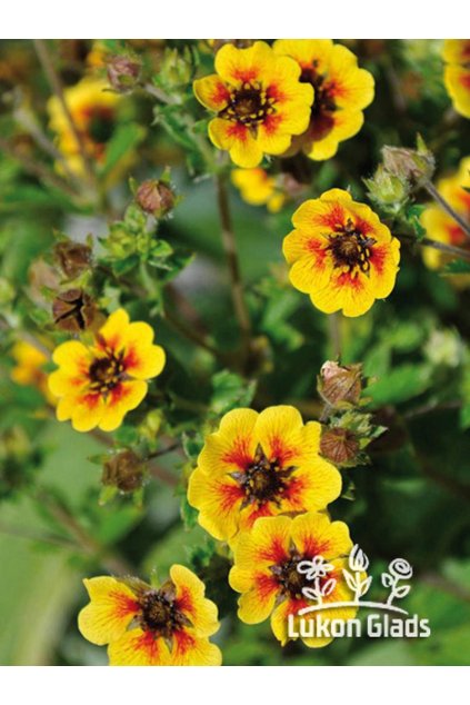 Potentilla ESTA ANN - mochna