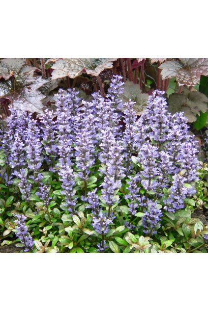 81765 Ajuga Chocolate Chip 25989