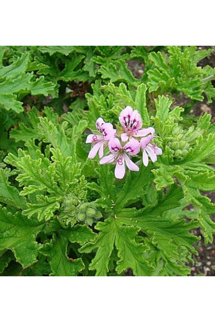 Voňavý muškát - pelargonium graveolens
