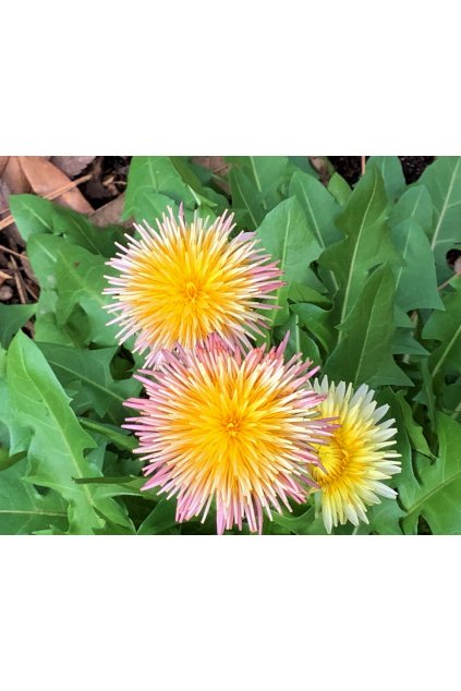 Taraxacum pseudoroseum, Pink Dandelion