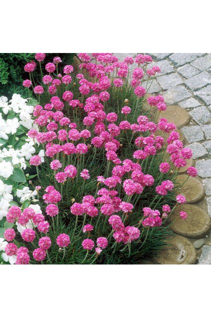 Armeria maritima abbey DEEP ROSE - trávnička přímořská