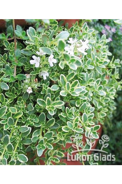 Thymus praecox HIGHLAND CREAM - mateřídouška úzkolistá