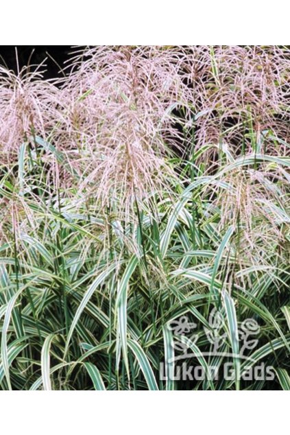 Miscanthus sinensis COSMOPOLITAN - ozdobnice čínská