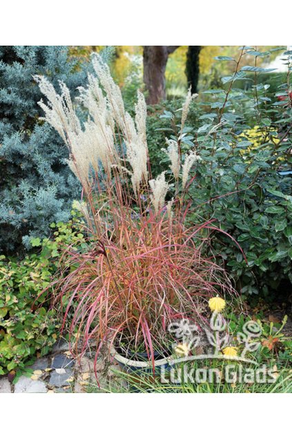 Miscanthus sinensis LITTLE MISS - ozdobnice čínská