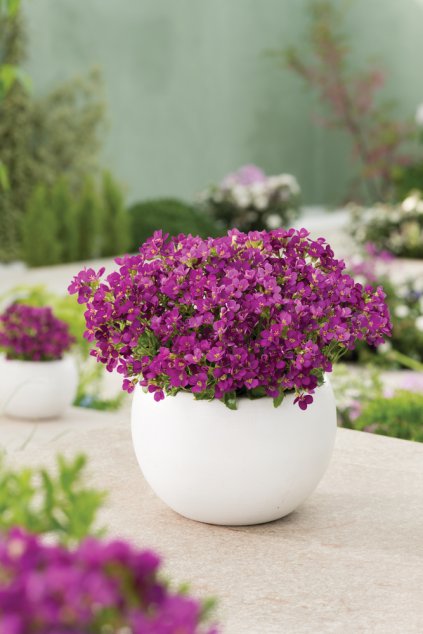 Arabis caucasica Aubris Deep Rose1