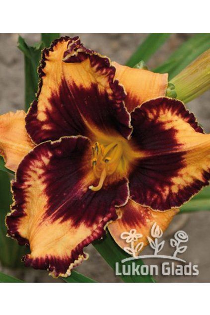 Denivka GAVIN PETIT - hemerocallis