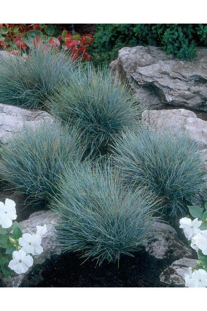 Festuca BLUE SELECT1