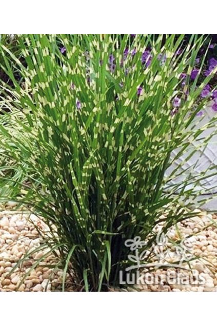 Miscanthus sinensis STRICTUS DWARF - ozdobnice čínská