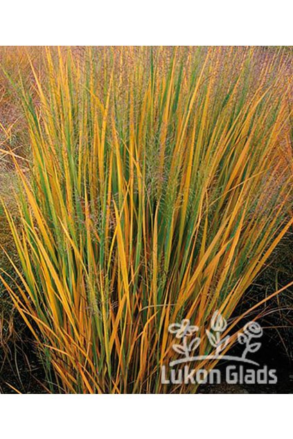 Panicum virgatum NORTHWIND - proso