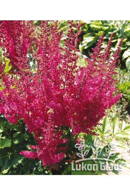 Astilbe arendsii ELSE SCHLUCK - čechrava