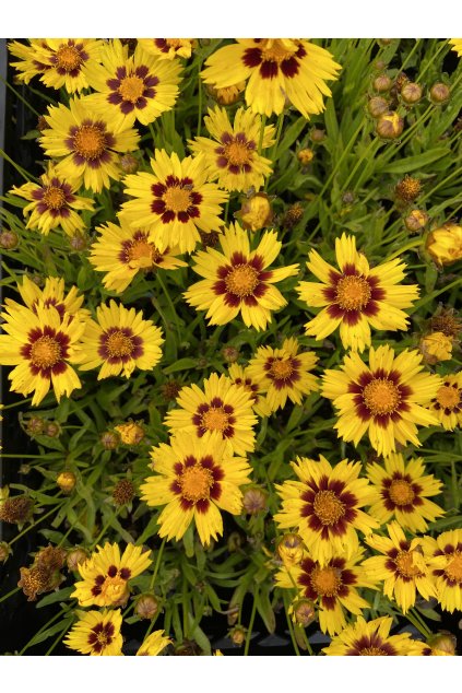 Coreopsis grandiflora SUNFIRE YELLOW RED - krásnoočko