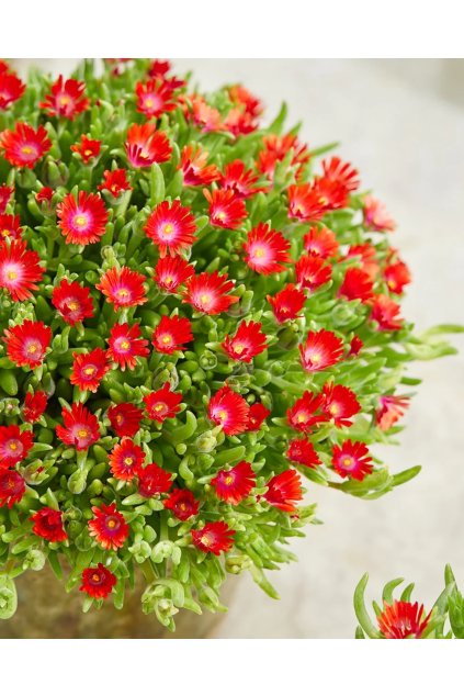 Delosperma cooperi Ice Cream™ Fire 35679 C 1