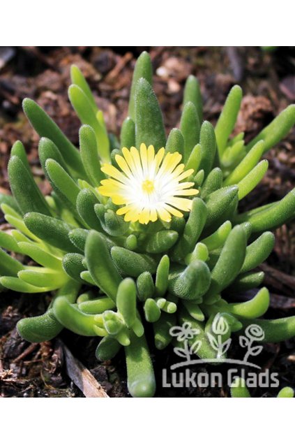 Delosperma cooperi ICE CREAM YELLOW - kosmatec