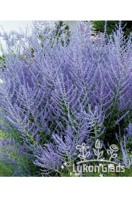 Perovskia atriplicifolia BLUE STEEL - perovskie, ruská šalvěj