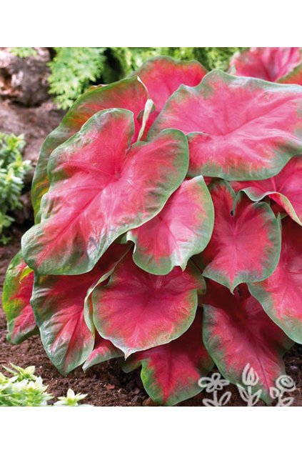 Caladium FRIEDA HEMPLE - kaládie, andělská křídla